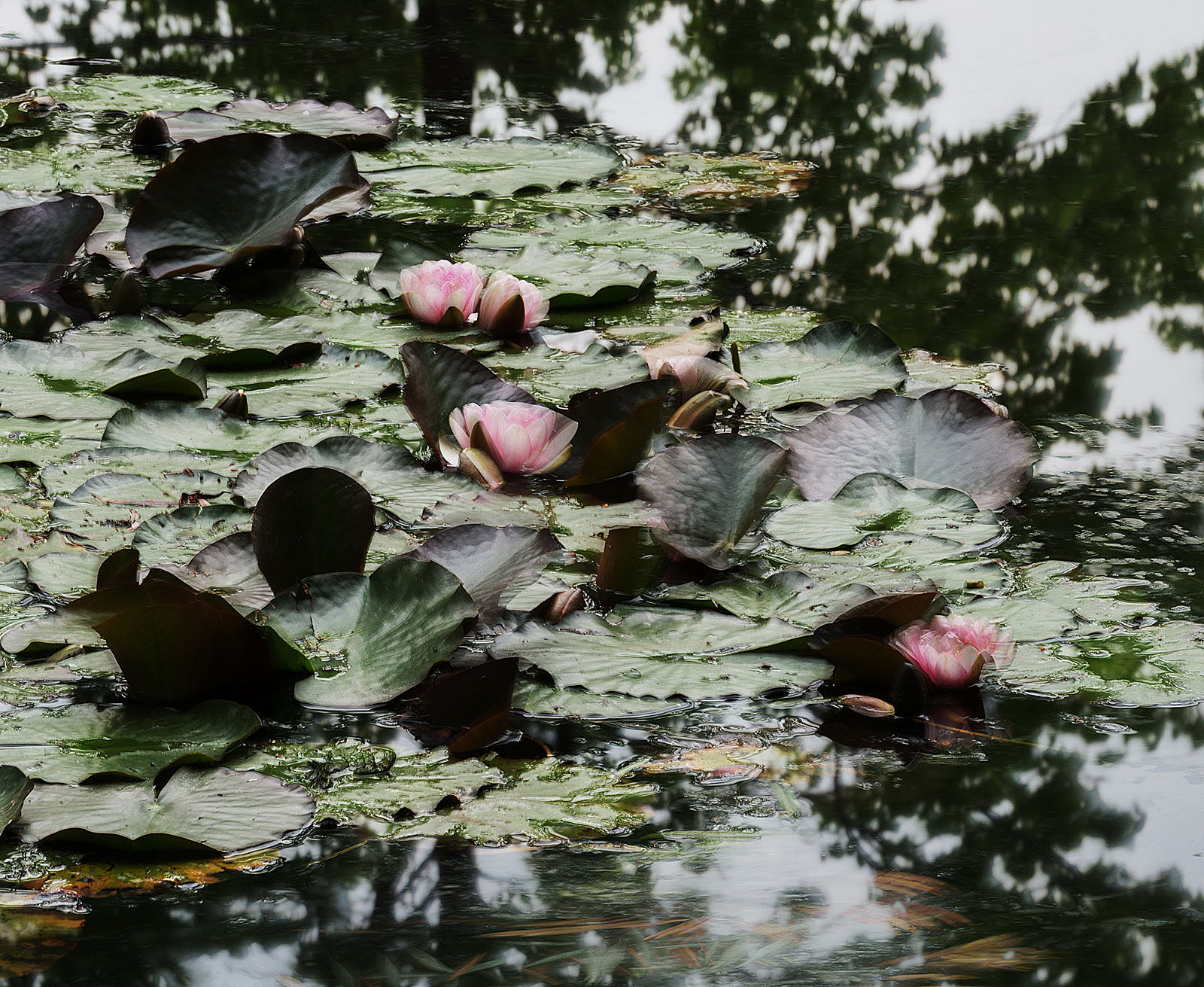 Giverny (18.07 - 19.49 Uhr, 26.6.2014)